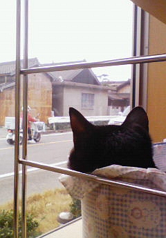 今日のねこ社長。
