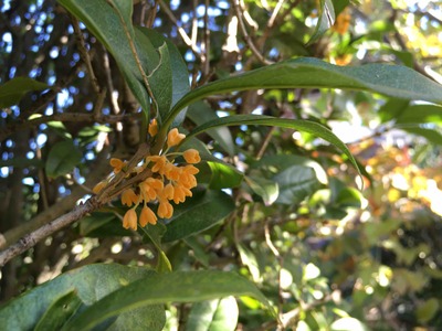 咲いてくれてありがとう。