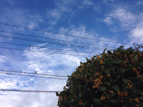 あ、咲いてた。