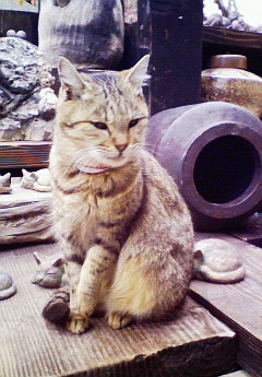 猫が好きな人クラブ。