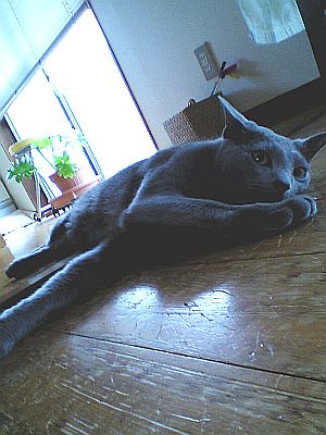 梅雨中お見舞い申し上げます。