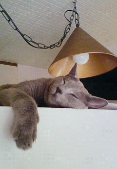 猫の「おかえり」はしっぽパタン。