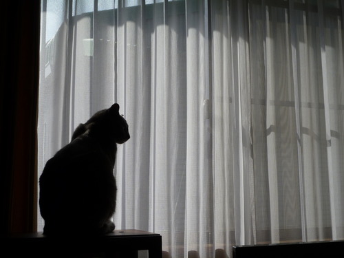 朝日を逆光に入れて。