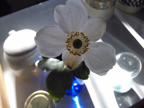 もう、冬なのね。