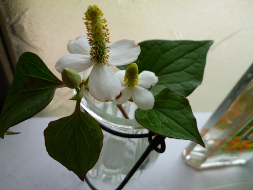 今日扇風機出した。