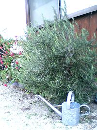 ローズマリーの気持ち。