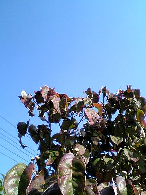 突き抜けるほど晴れた日。