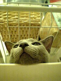 猫は好きですか？