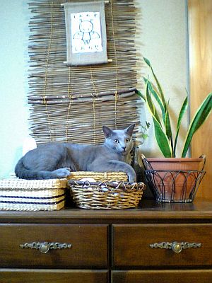 アジアンな猫の置物。