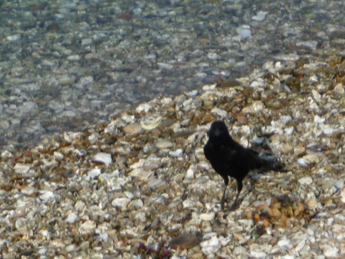 春の佐久島へ渡りました２。
