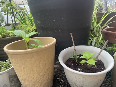 連休中にしたこと。