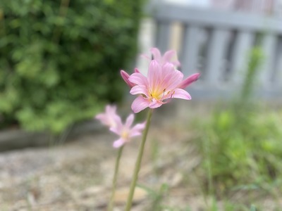 私、気になります西尾〜蒲郡編。