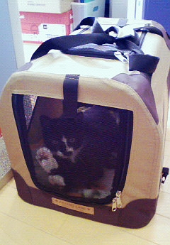 今日のねこ社長。