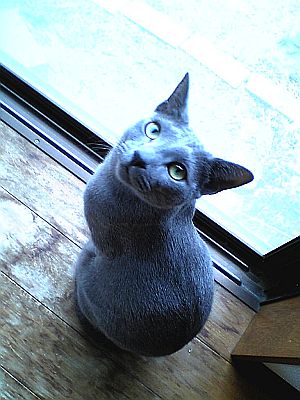 今日は猫の日。