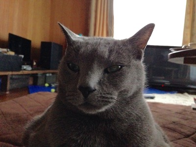 今だけでいいのにゃ。