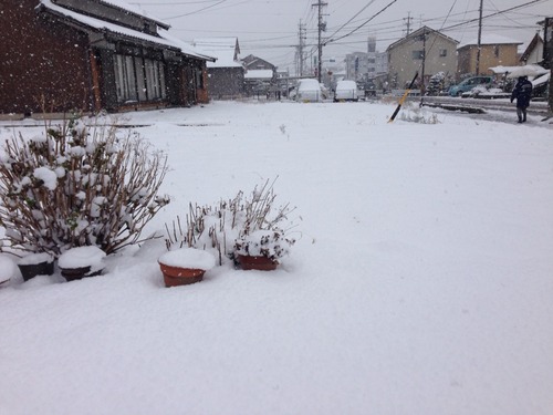 積もりました。