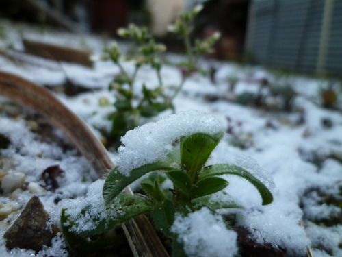 家には炬燵がない。