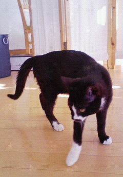 今日のねこ社長。