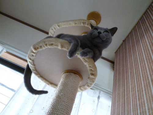 グレーになる。