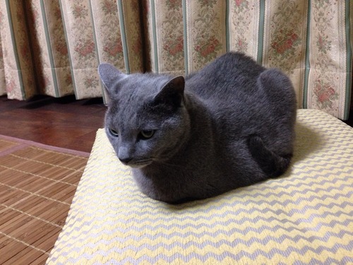 香箱座り。