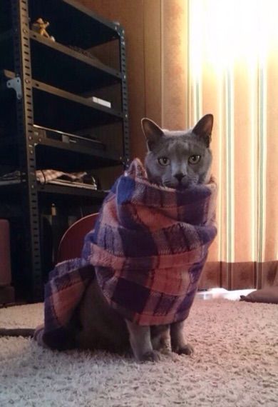 フユニャンに似てると言われたにゃ。