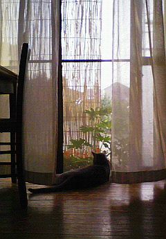 夏はまだいますか。