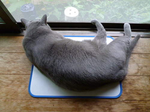 この暑さどう乗り切るか。