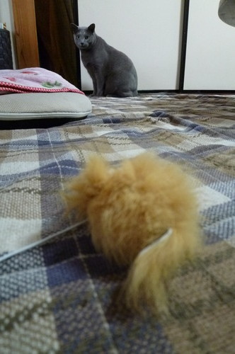 パブロフの猫。