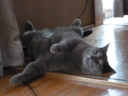 暑いときはこれに限る。