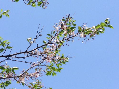 佐久島2014その3。