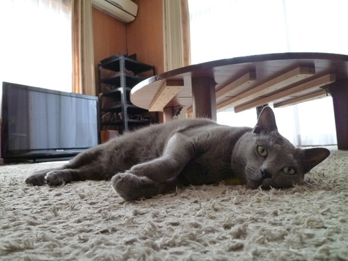 今日は朔の日。