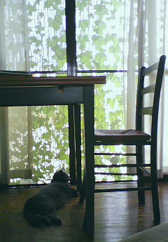 緑のカーテン２。