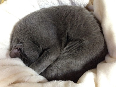 灰色の猫に。