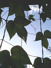 月、見えましたか。