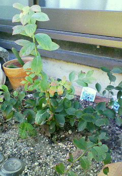 朝夕冷えてきました。