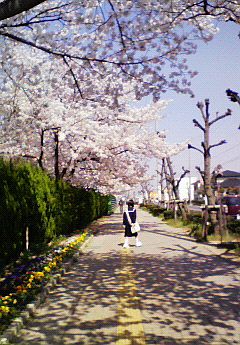 世界にひとつだけの花。