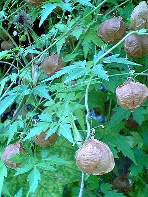 夏のおみやげ。