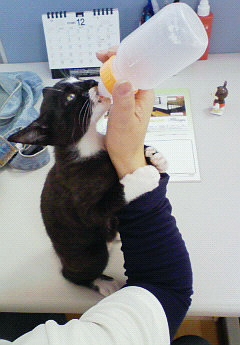 今日のねこ社長。