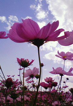 しゃがんで見上げる秋の空。