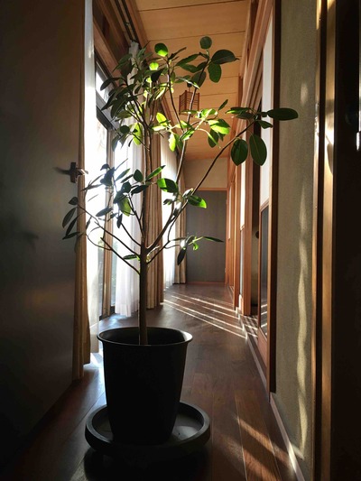 あるものを見る。