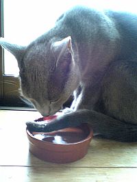 マイブームにゃ。