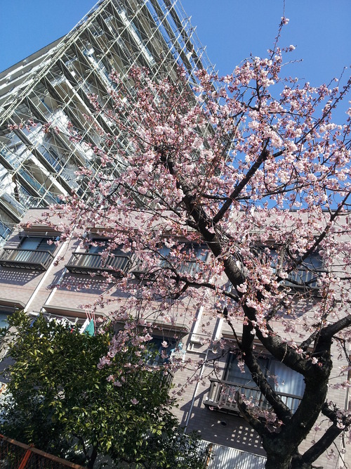 2012さくら