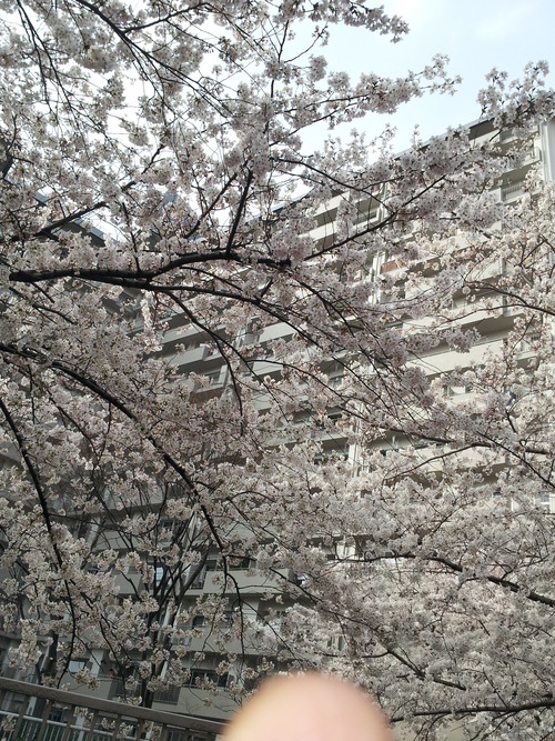 高田馬場桜2