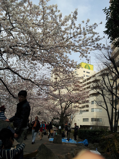 高田馬場桜「
