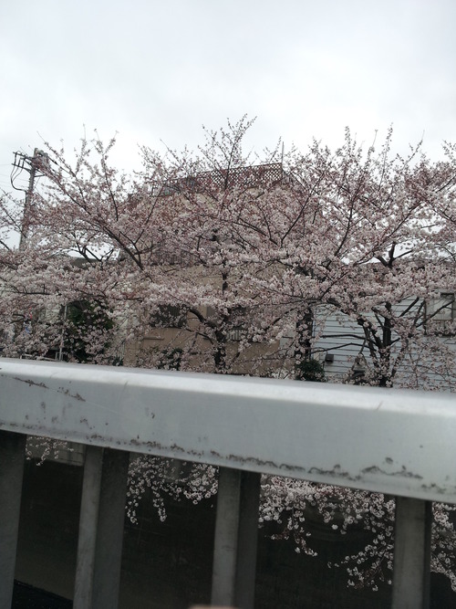高田馬場桜3