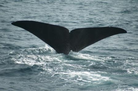 これぞ フォトidと言えるマッコウクジラの尾びれ 菅原茂のクジラ ブログ