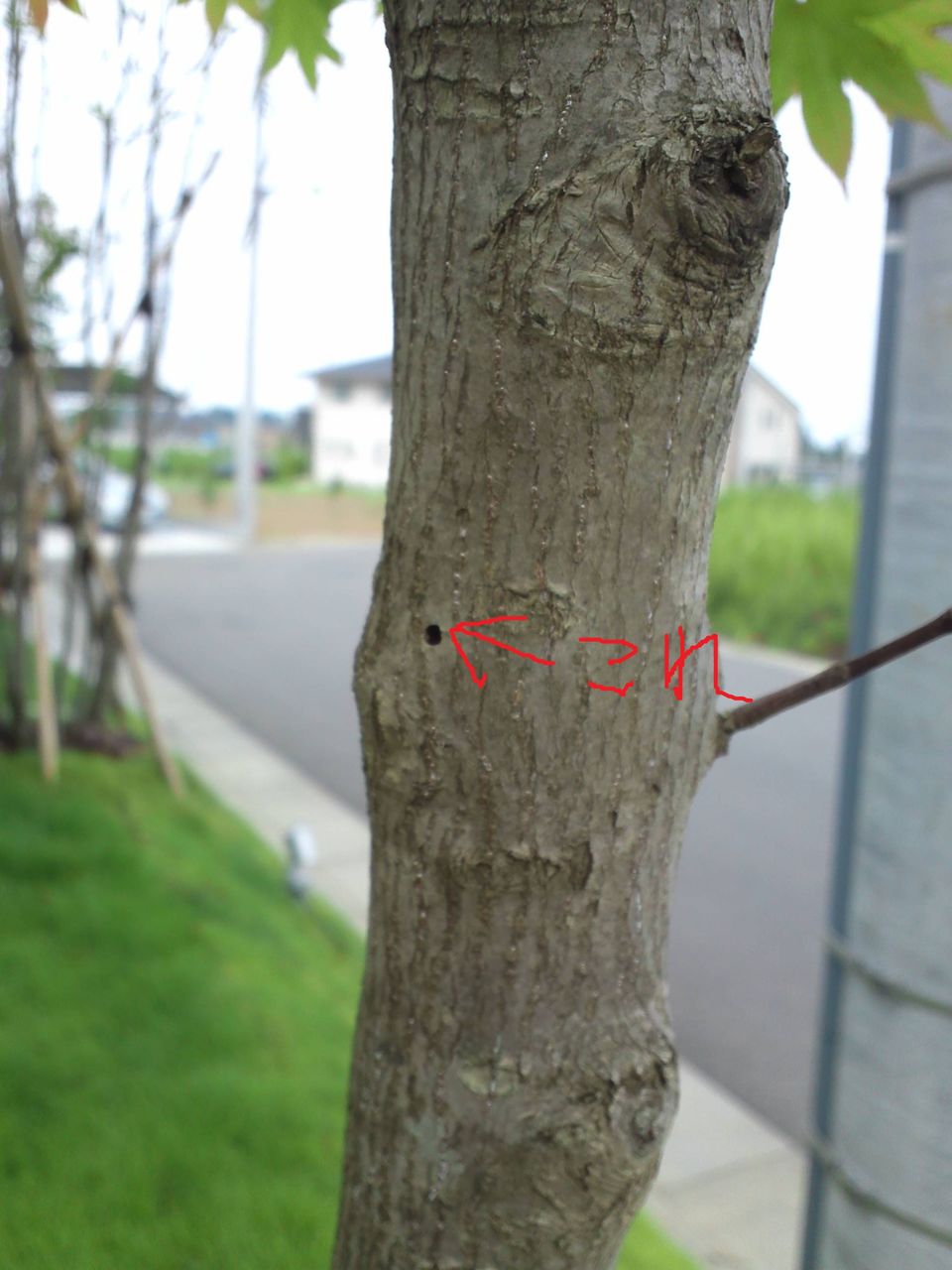 テッポウムシの攻撃 住友林業と建てるガレージハウス