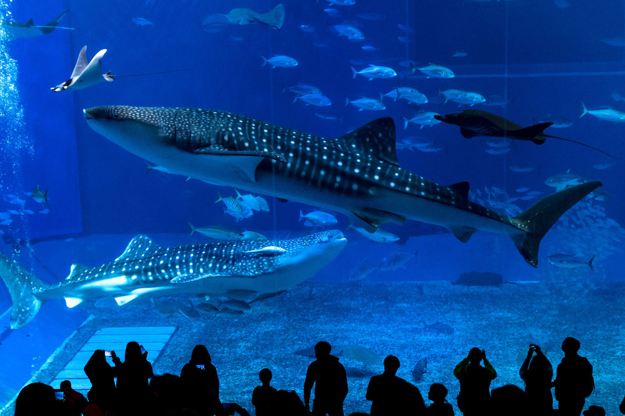 美ら海水族館 ふうふう宮古島