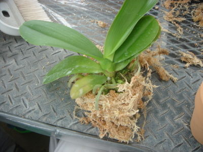 胡蝶蘭の植え替え 胡蝶蘭ドクター Com