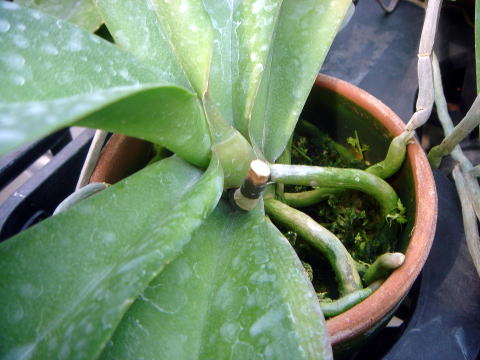 胡蝶蘭の管理方法 花が枯れたら 胡蝶蘭ドクター Com 胡蝶蘭の管理方法 花が枯れたら 胡蝶蘭ドクター Com